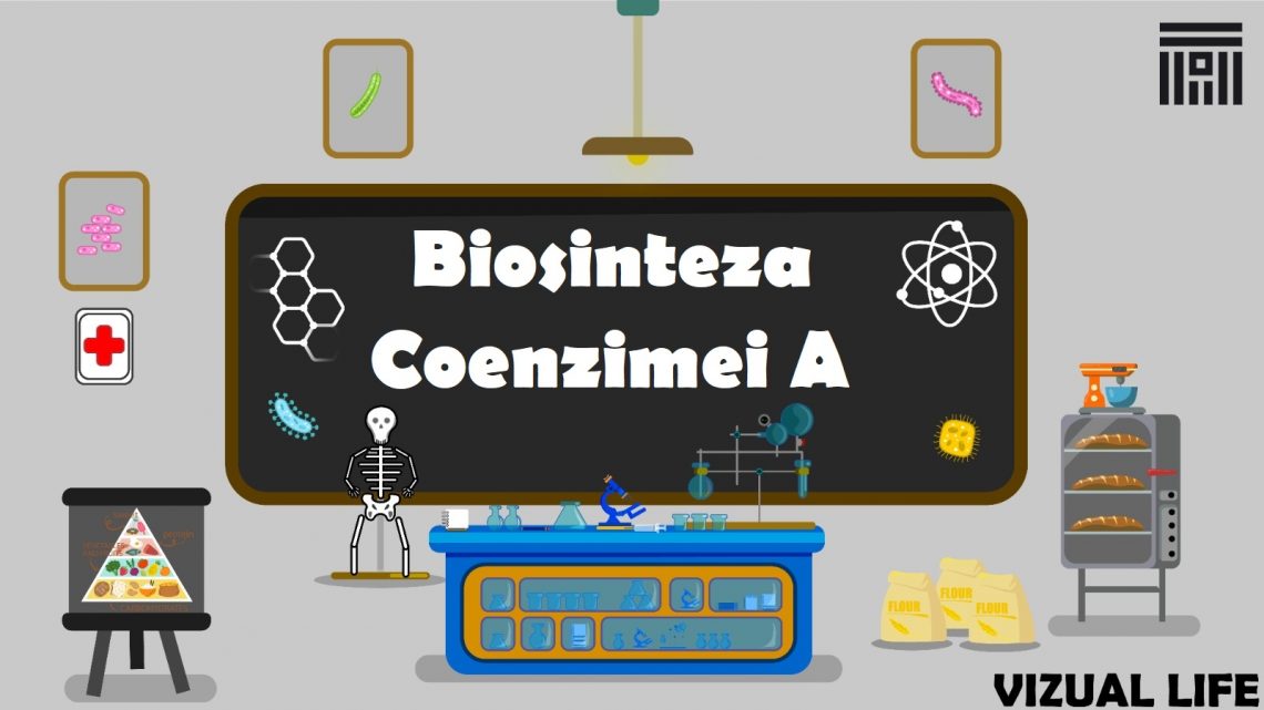 Biosinteza coenzimei A