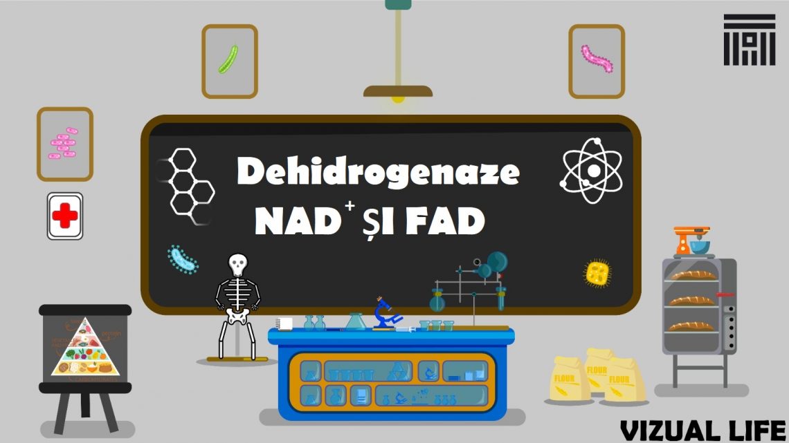 Dehidrogenaze NAD+ ȘI FAD+ dependente