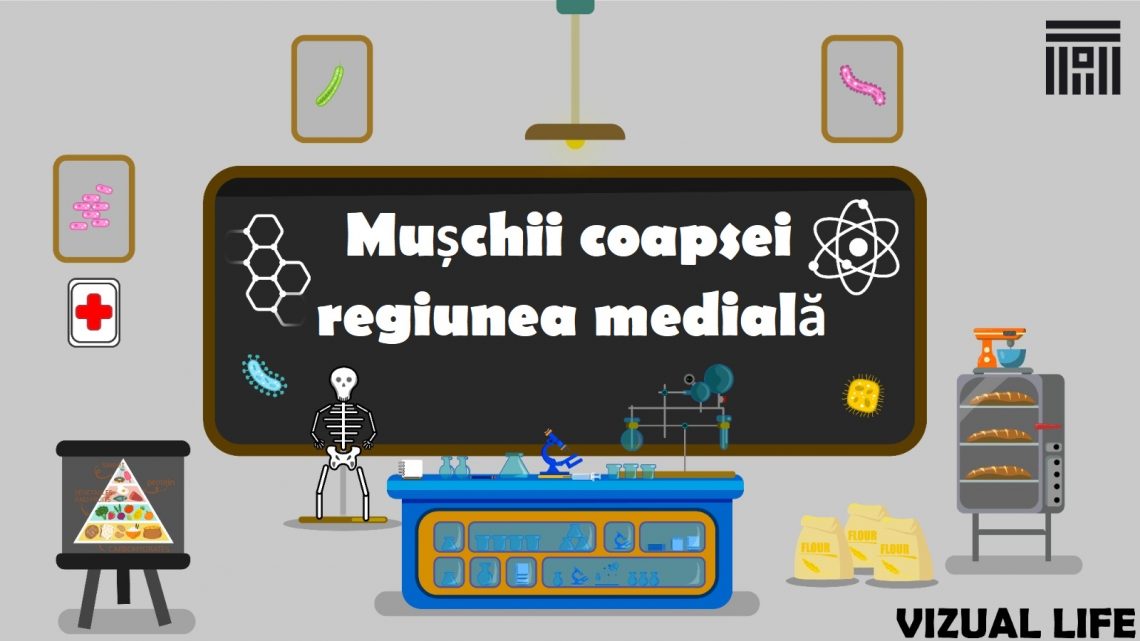 Muschii coapsei – regiunea medială