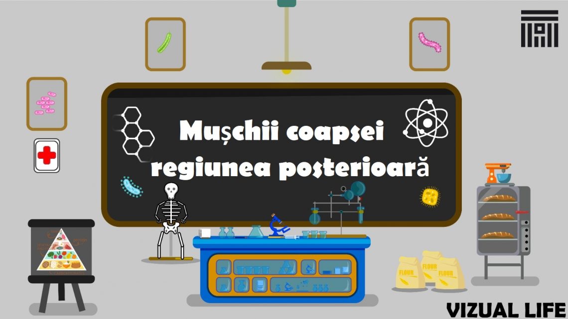 Muschii coapsei – regiunea posterioară