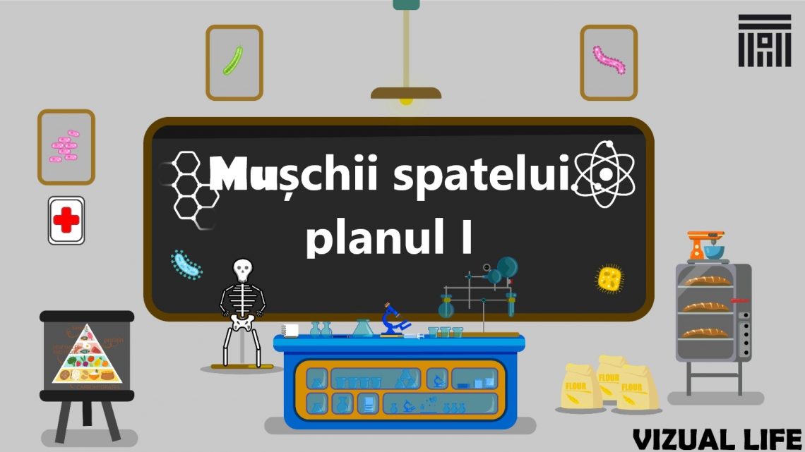 Mușchii spatelui planul I