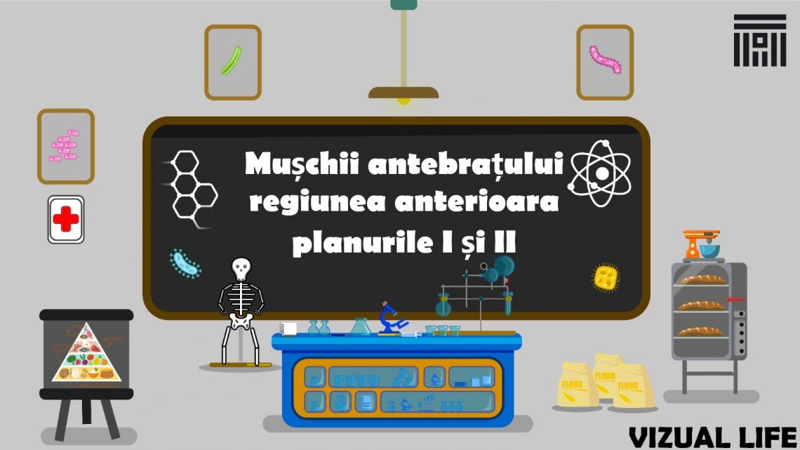 Mușchii antebrațului regiunea anterioara planurile I și II