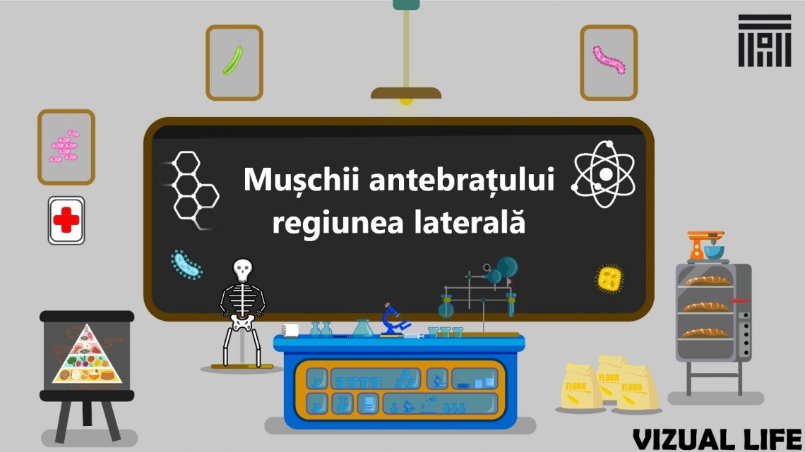 Mușchii antebrațului regiunea laterală