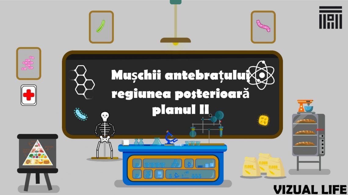 Mușchii antebrațului regiunea posterioară planul II