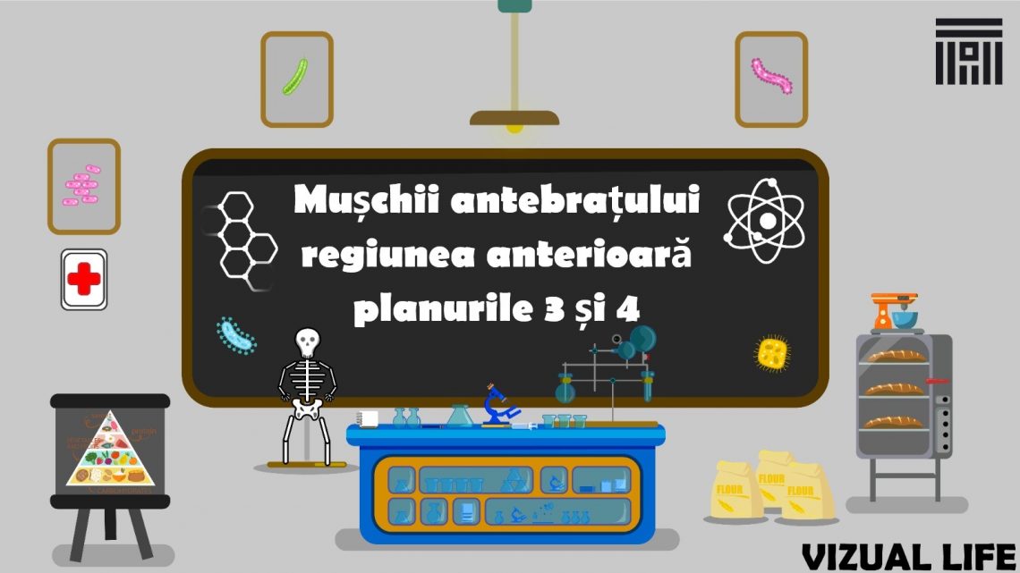 Mușchii antebrațului regiunea anterioară planurile 3 și 4